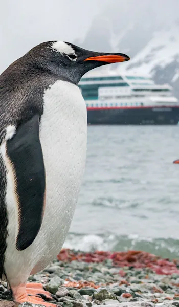 Falklandsöarna / Sydgeorgien / Patagonien / Chilenska fjordar