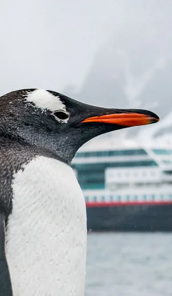 Falklandsöarna / Sydgeorgien / Patagonien / Chilenska fjordar
