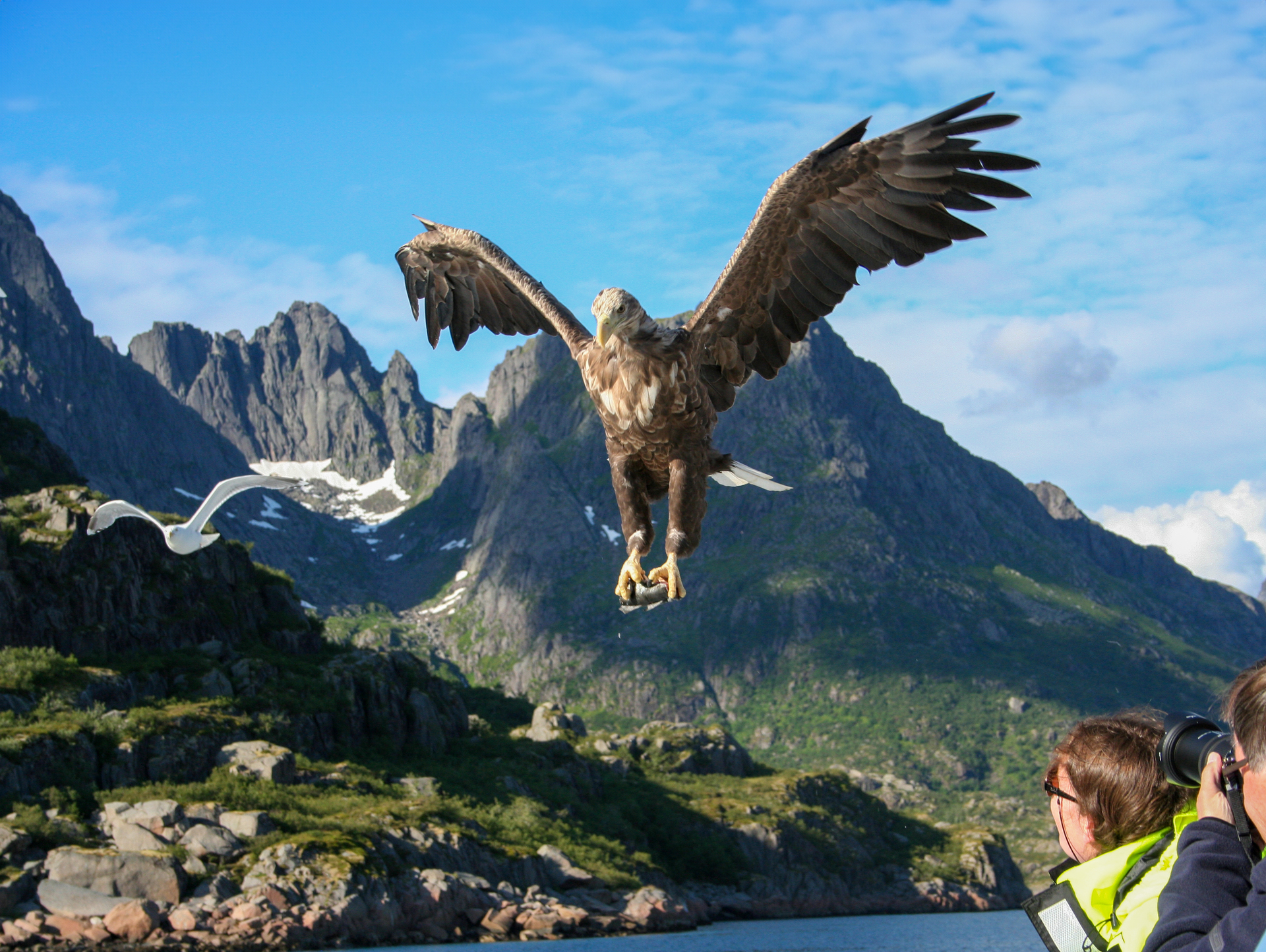 Bilden visar en närbild på en havsörn i luften, med berg i bakgrunden