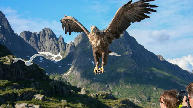 Bilden visar en närbild på en havsörn i luften, med berg i bakgrunden