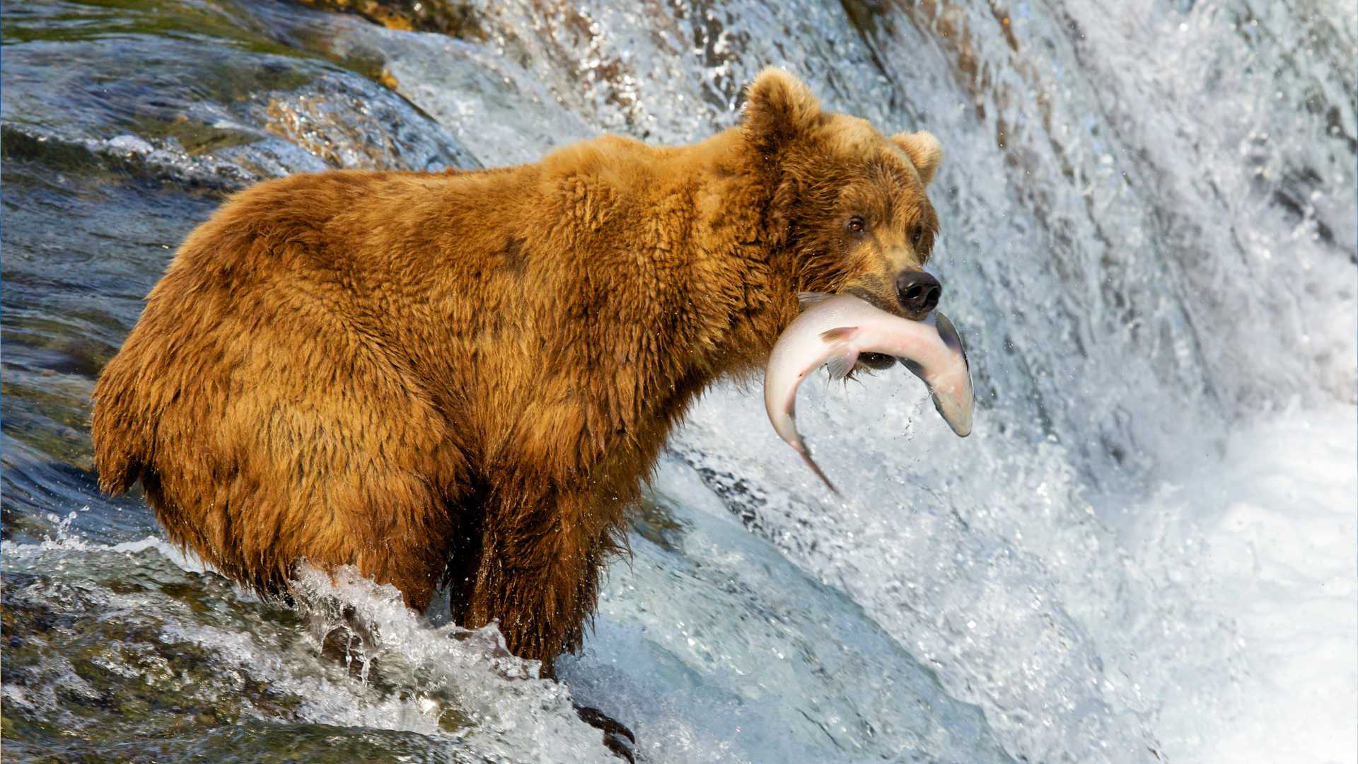 Alaska