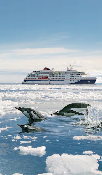 Bilden visar Hapag-Lloyds fartyg i Antarktis. Pingviner hoppar i vattnet framför fartyget.