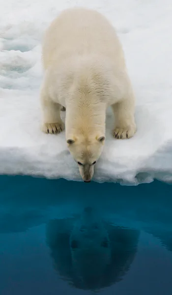 Bilden visar en isbjörn på ett isflak som tittar över kanten ner i vattnet. Man ser björnens spegelbild i vattnet.