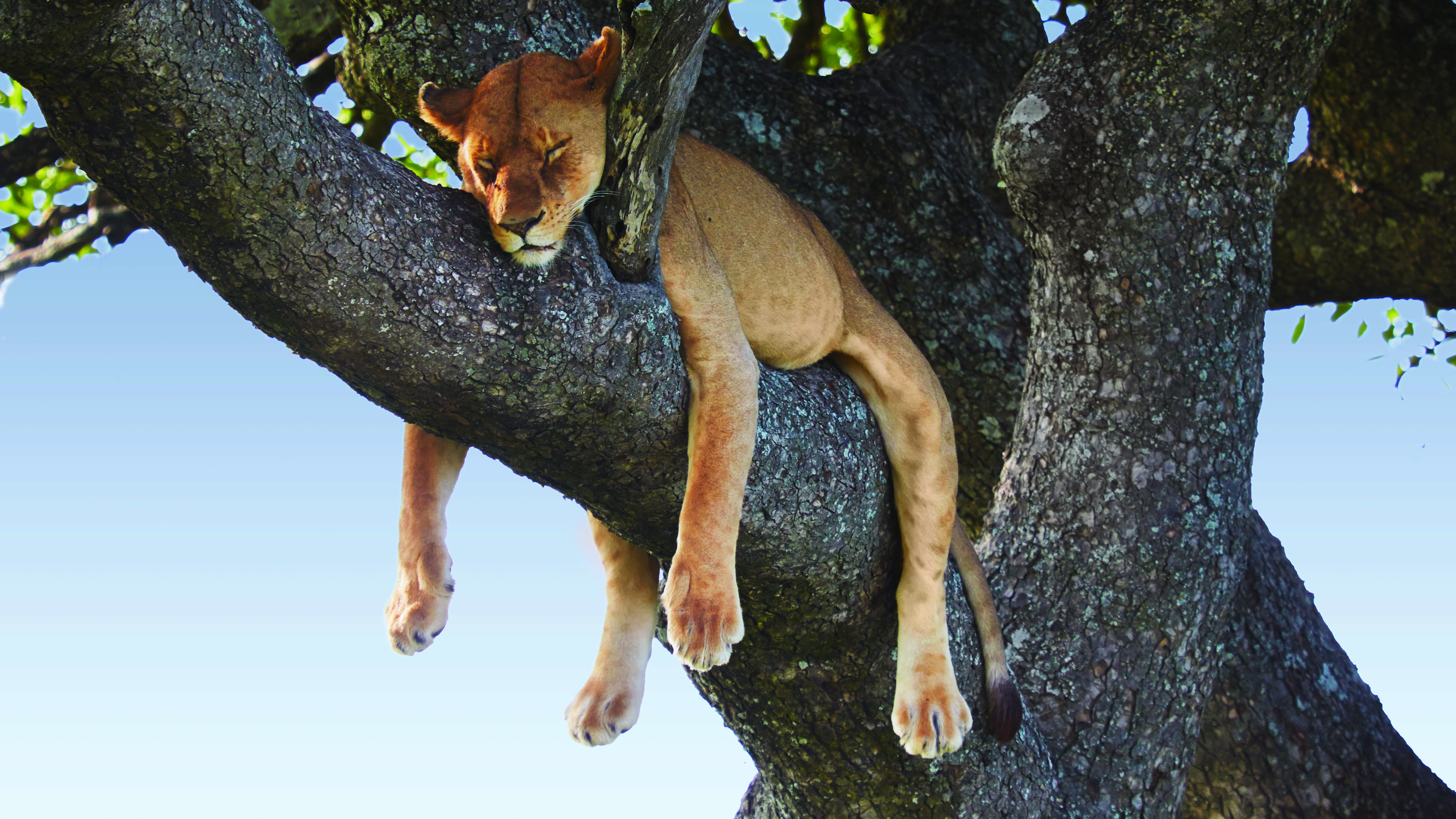 Bilden visar en lejonhona som sover i ett träd.