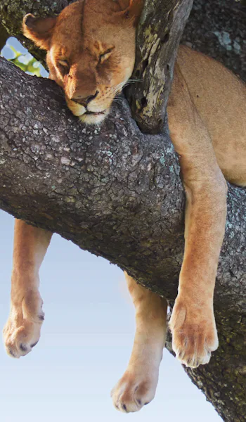 Bilden visar en lejonhona som sover i ett träd.