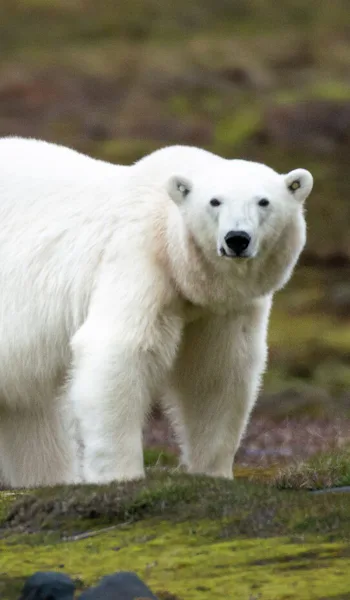 Spitsbergen / Björnöya / Vitön