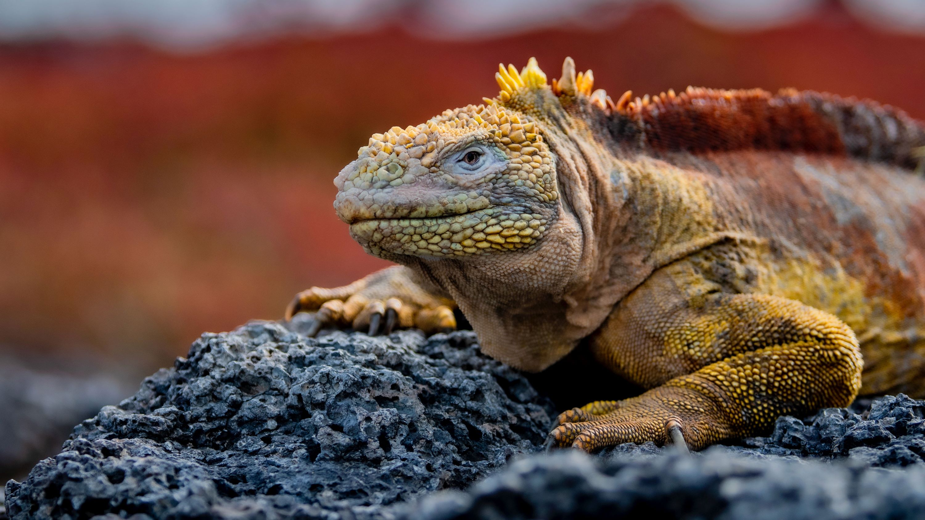 Expeditionskryssning till Galapagos